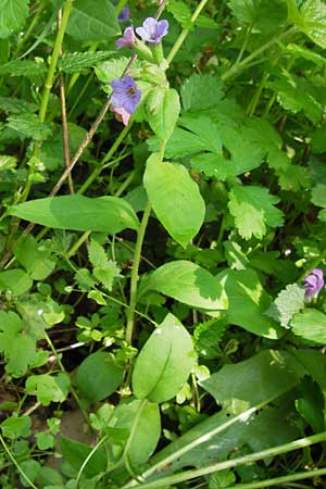 Pulmonaria obscura \ Dunkles Lungenkraut / Suffolk Lungwort, D Schweinfurt 5.5.2013