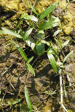 Persicaria amphibia \ Wasser-Knterich, D Lampertheim 10.7.2013