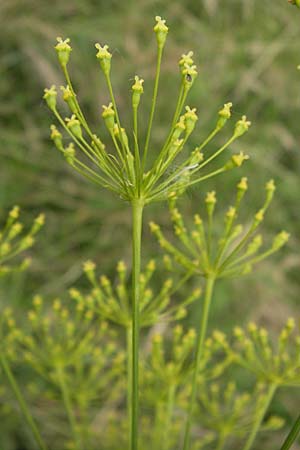 Peucedanum officinale \ Arznei-Haarstrang / Hog's Fennel, D Mannheim 17.7.2013