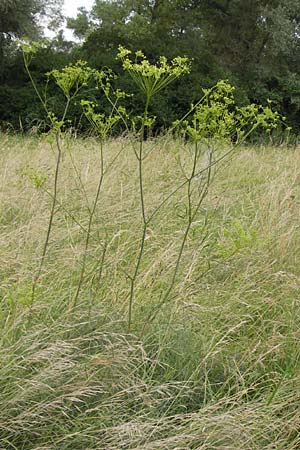 Peucedanum officinale \ Arznei-Haarstrang / Hog's Fennel, D Mannheim 17.7.2013