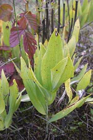 Polygonatum odoratum \ Salomonssiegel, Duftende Weiwurz, D Mannheim 16.10.2013