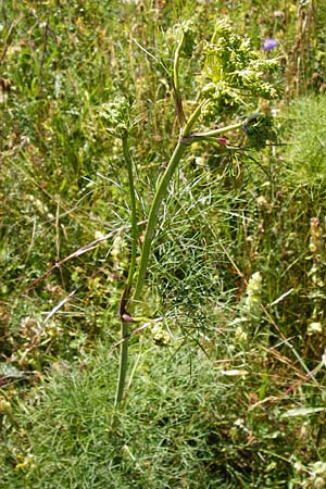 Peucedanum officinale \ Arznei-Haarstrang / Hog's Fennel, D Hechingen 21.6.2014