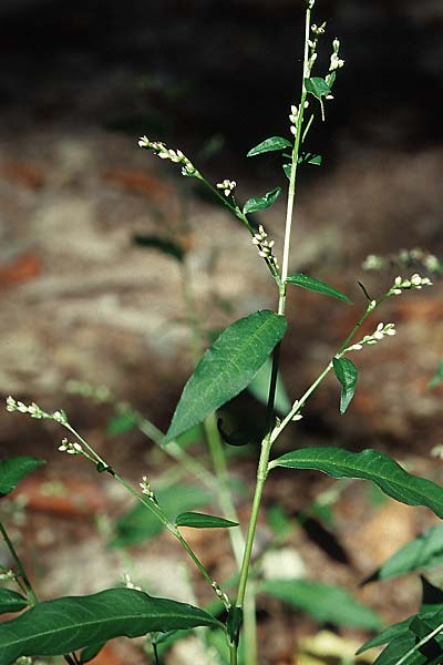 Persicaria hydropiper \ Wasserpfeffer-Knterich, Pfeffer-Knterich, D Weinheim an der Bergstraße 18.9.2005