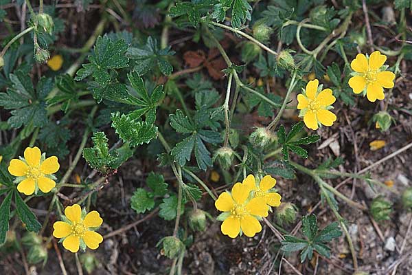 Potentilla reptans \ Kriechendes Fingerkraut, Fnffingerkraut, D Werbach 6.5.2006