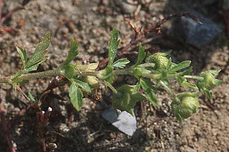 Potentilla supina \ Niedriges Fingerkraut / Carpet Cinquefoil, D Reilingen 15.9.2007