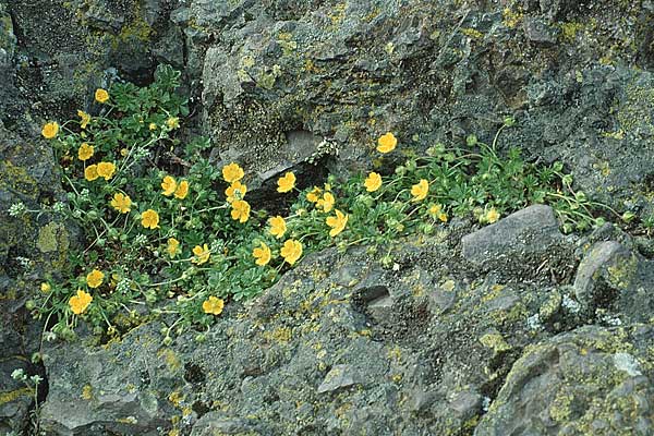 Potentilla verna \ Frhlings-Fingerkraut / Spring Cinquefoil, D Donnersberg 24.4.1993