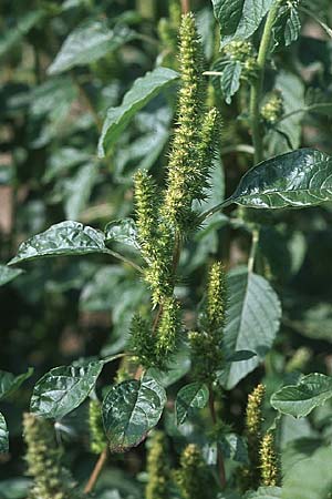 Amaranthus powellii \ Grnhriger Amaranth, D Reilingen 15.9.2007