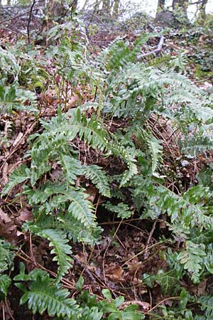 Polypodium vulgare \ Gewhnlicher Tpfelfarn / Polypody, D Weinheim an der Bergstraße 3.4.2008