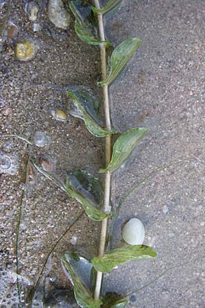 Potamogeton perfoliatus / Perfoliate Pontweed, D Rheinstetten-Silberstreifen 16.8.2008