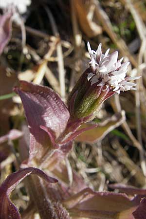 Petasites paradoxus \ Alpen-Pestwurz / Alpine Butterbur, D Hurlach 18.4.2009