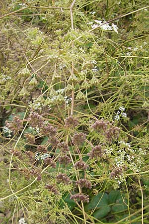 Pimpinella peregrina \ Fremde Bibernelle / Southern Burnet Saxifrage, D Botan. Gar.  Universit.  Mainz 11.7.2009