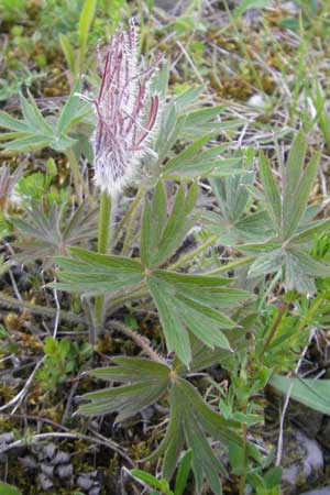 Pulsatilla patens \ Finger-Kuhschelle, Stern-Kuhschelle / Eastern Pasque-Flower, D Eching 5.5.2012