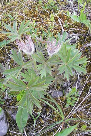 Pulsatilla patens \ Finger-Kuhschelle, Stern-Kuhschelle / Eastern Pasque-Flower, D Eching 5.5.2012