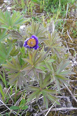 Pulsatilla patens \ Finger-Kuhschelle, Stern-Kuhschelle / Eastern Pasque-Flower, D Eching 5.5.2012