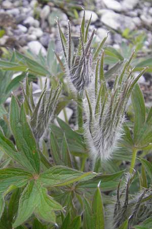 Pulsatilla patens \ Finger-Kuhschelle, Stern-Kuhschelle / Eastern Pasque-Flower, D Eching 5.5.2012