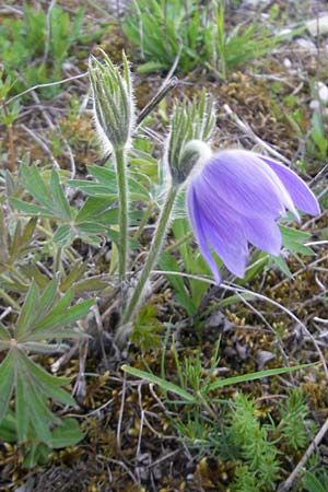 Pulsatilla patens \ Finger-Kuhschelle, Stern-Kuhschelle / Eastern Pasque-Flower, D Eching 5.5.2012