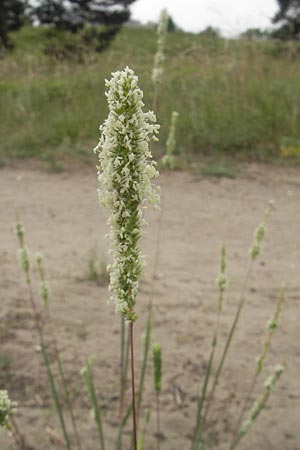 Phleum phleoides \ Steppen-Lieschgras / Boehmer's Cat's-Tail, D Mainz 31.5.2012