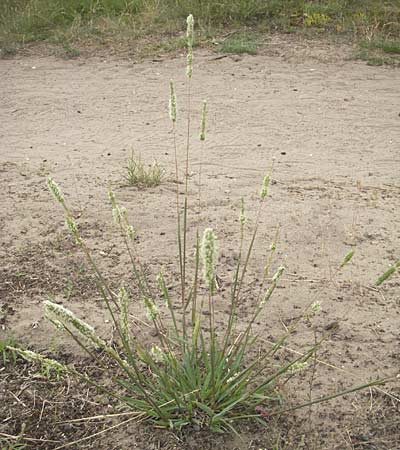 Phleum phleoides \ Steppen-Lieschgras / Boehmer's Cat's-Tail, D Mainz 31.5.2012