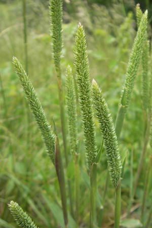 Phleum phleoides \ Steppen-Lieschgras / Boehmer's Cat's-Tail, D Solnhofen 5.6.2012