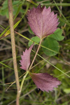 Pimpinella peregrina \ Fremde Bibernelle, D Frankfurt-Kalbach 14.7.2012