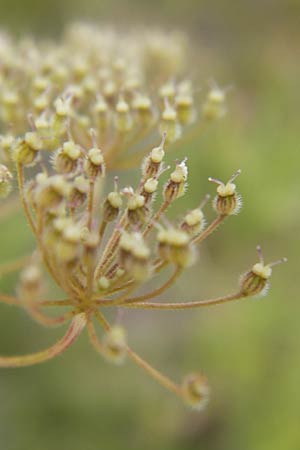 Pimpinella peregrina \ Fremde Bibernelle, D Frankfurt-Kalbach 14.7.2012