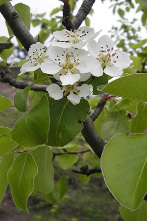 Pyrus pyraster \ Wild-Birne, Holz-Birne / Wild Pear, D Thüringen, Drei Gleichen 7.5.2013