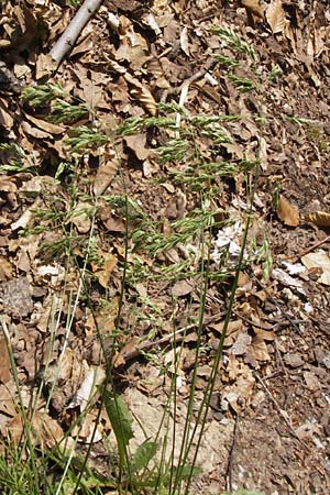 Poa pratensis \ Wiesen-Rispengras, Wiesenrispe / Smooth Meadow Grass, Kentucky Blue Grass, D Lobbach-Waldwimmersbach 19.6.2013