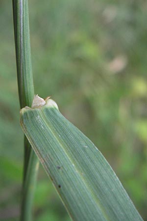 Phleum pratense / Timothy Grass, D Heidelberg 24.7.2013