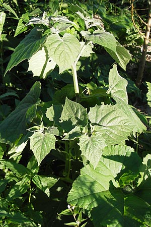 Physalis peruviana \ Kap-Stachelbeere, Andenbeere / Cape Gooseberry, D Mannheim 3.9.2013