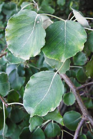 Pyrus pyraster \ Wild-Birne, Holz-Birne, D Odenwald, Fischbachtal-Steinau 25.6.2014