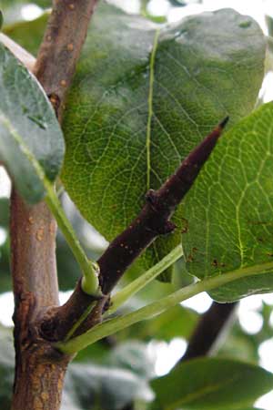 Pyrus pyraster \ Wild-Birne, Holz-Birne, D Odenwald, Brandau 30.7.2014