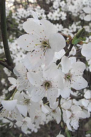 Prunus cerasifera \ Kirschpflaume, D Heidelberg 16.3.2007