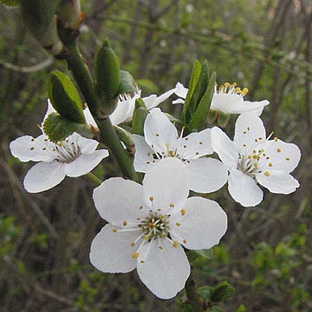 Prunus cerasifera \ Kirschpflaume / Cherry Plum, D Heidelberg 16.3.2007