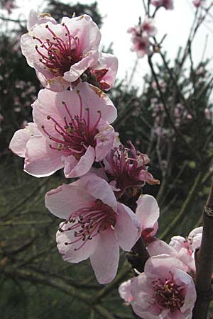 Prunus persica \ Pfirsich / Peach, D Waghäusel 7.4.2007
