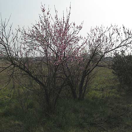 Prunus persica \ Pfirsich, D Waghäusel 7.4.2007