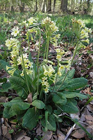 Primula elatior, Hohe Schlüsselblume, Wald-Primel