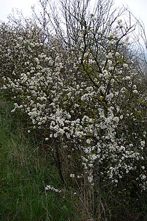Prunus spinosa \ Schlehe, Schwarzdorn / Sloe, Blackthorn, D Rheinhessen, Gau-Odernheim 5.4.2008