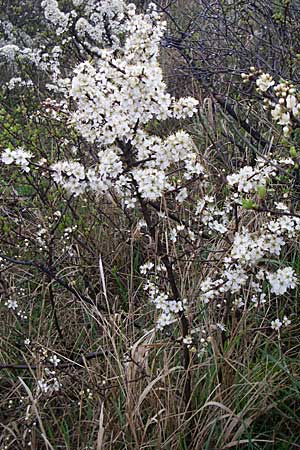 Prunus spinosa \ Schlehe, Schwarzdorn / Sloe, Blackthorn, D Rheinhessen, Gau-Odernheim 5.4.2008