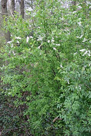 Prunus padus subsp. padus \ Traubenkirsche / Bird Cherry, D Reilingen 12.4.2008