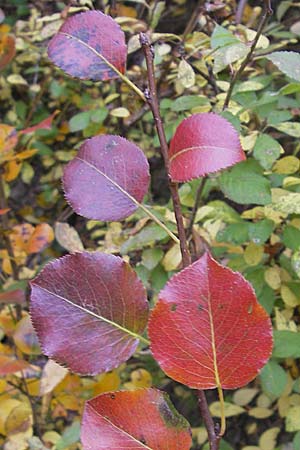 Pyrus pyraster \ Wild-Birne, Holz-Birne, D Neuleiningen 12.10.2008