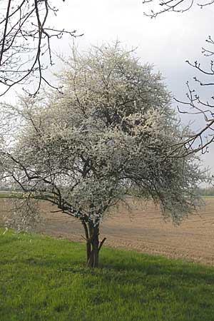 Prunus spinosa \ Schlehe, Schwarzdorn / Sloe, Blackthorn, D Lampertheim 10.4.2009