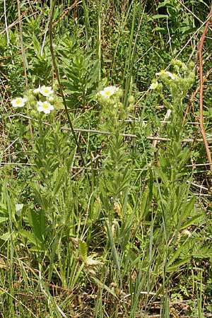 Potentilla recta \ Aufrechtes Fingerkraut, Hohes Fingerkraut / Sulphur Cinquefoil, D Viernheim 4.6.2011