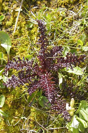 Pedicularis rostratocapitata / Beaked Lousewort, D Oberstdorf 22.6.2011