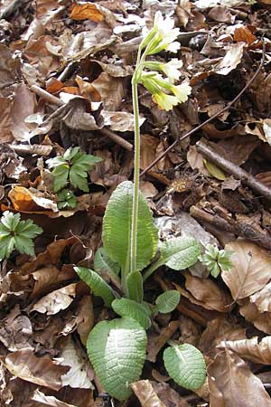 Primula elatior \ Hohe Schlsselblume, Wald-Primel, D Rottenburg 31.3.2012