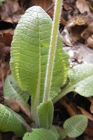 Primula elatior \ Hohe Schlsselblume, Wald-Primel / Ox-lip, D Rottenburg 31.3.2012