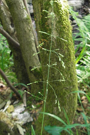 Poa remota \ Entfernthriges Rispengras, Lockerbltiges Rispengras / Large Meadow Grass, D Vogelsberg, Ulrichstein 30.5.2012