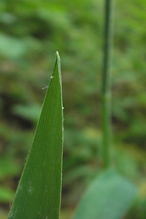 Poa remota \ Entfernthriges Rispengras, Lockerbltiges Rispengras / Large Meadow Grass, D Vogelsberg, Ulrichstein 30.5.2012