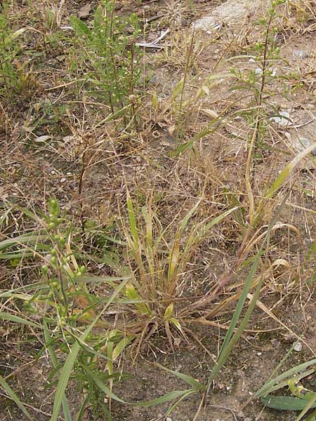 Panicum barbipulvinatum \ Ufer-Rispen-Hirse, D Flörsheim am Main 15.9.2012