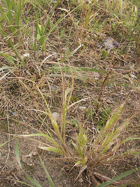 Panicum barbipulvinatum \ Ufer-Rispen-Hirse / Riparian Millet, D Flörsheim am Main 15.9.2012