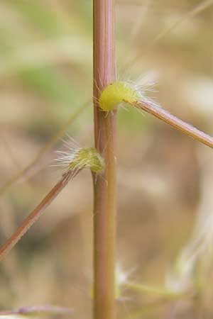 Panicum barbipulvinatum \ Ufer-Rispen-Hirse, D Flörsheim am Main 15.9.2012